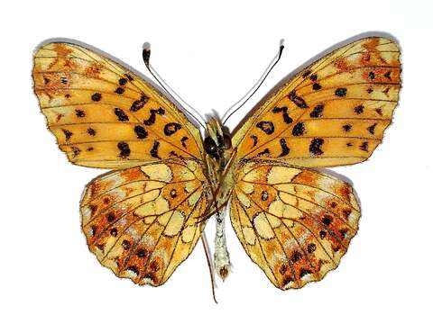 Plancia ëd Boloria selenis (Eversmann 1837)