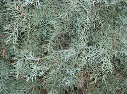 Cupressus arizonica var. glabra (Sudw.) Little resmi