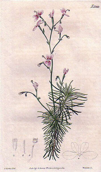 Sivun Stylidium kuva