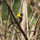 Image of Cuban Grassquit