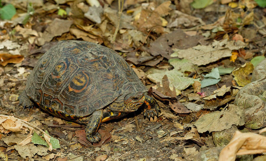 Image of Rhinoclemmys pulcherrima manni (Dunn 1930)