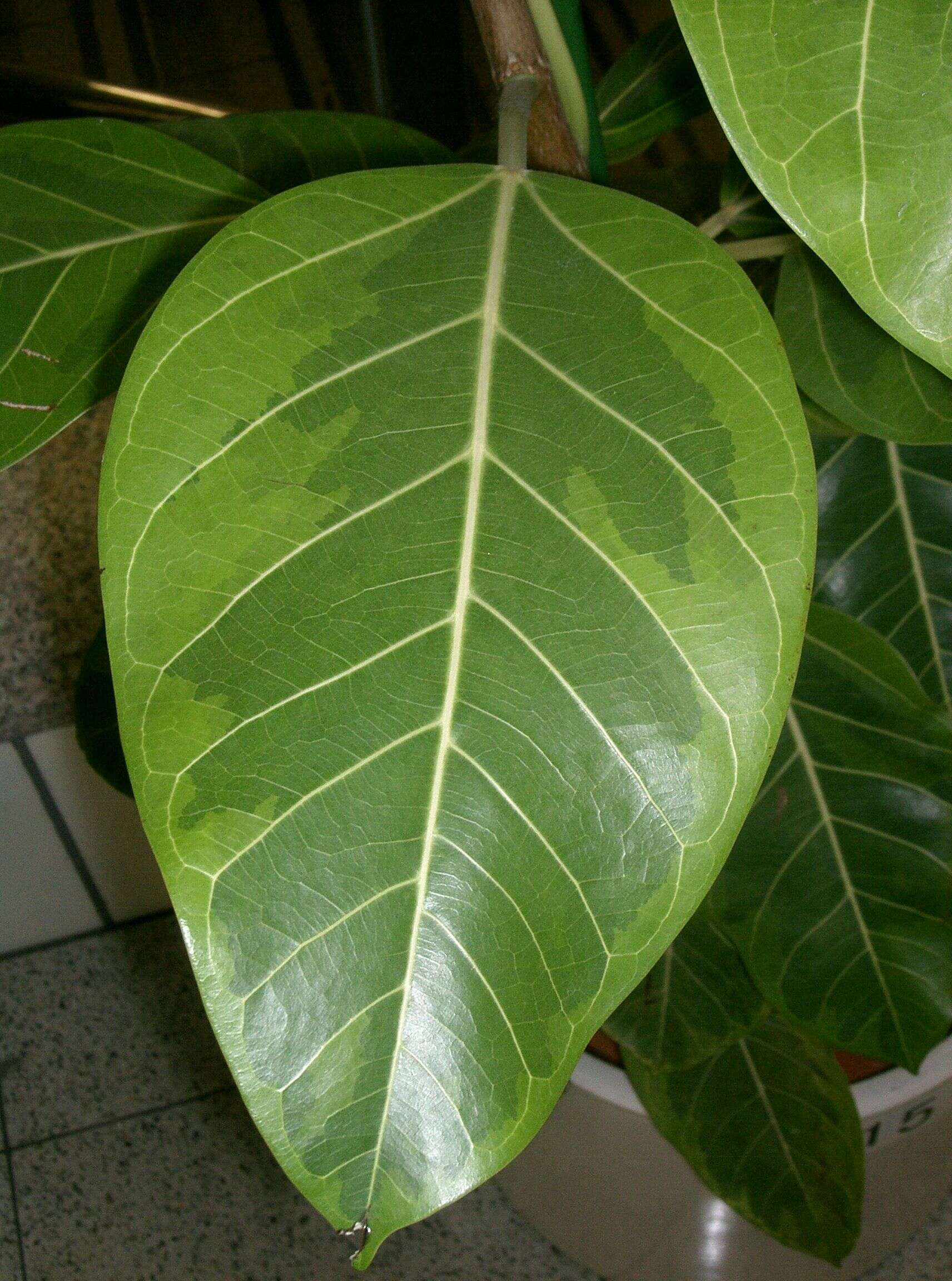 Plancia ëd Ficus altissima Bl.