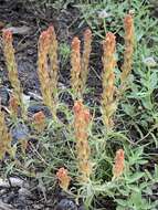 Image of cobwebby Indian paintbrush