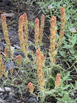 Image of cobwebby Indian paintbrush