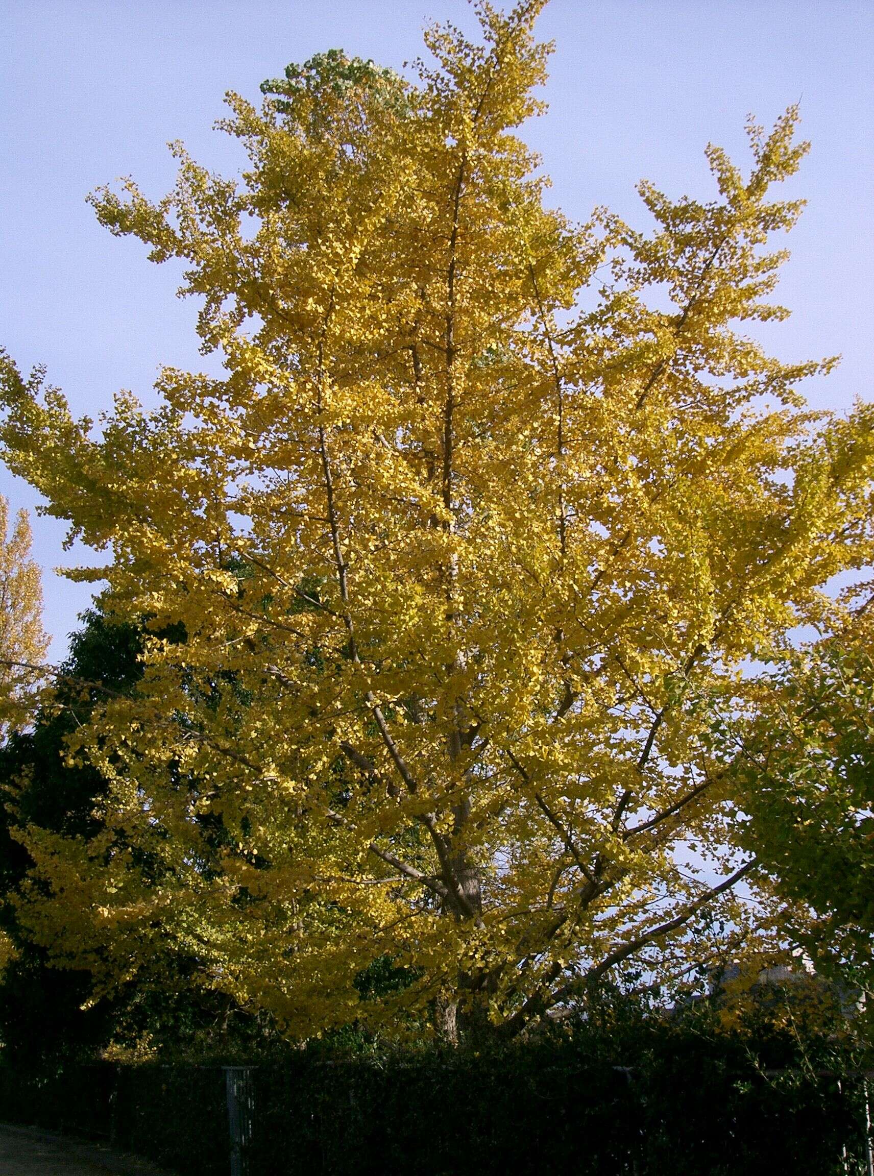 Image of Ginkgoopsida