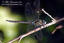 Image of Turquoise-tipped Darner