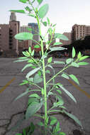 Image of tree tobacco