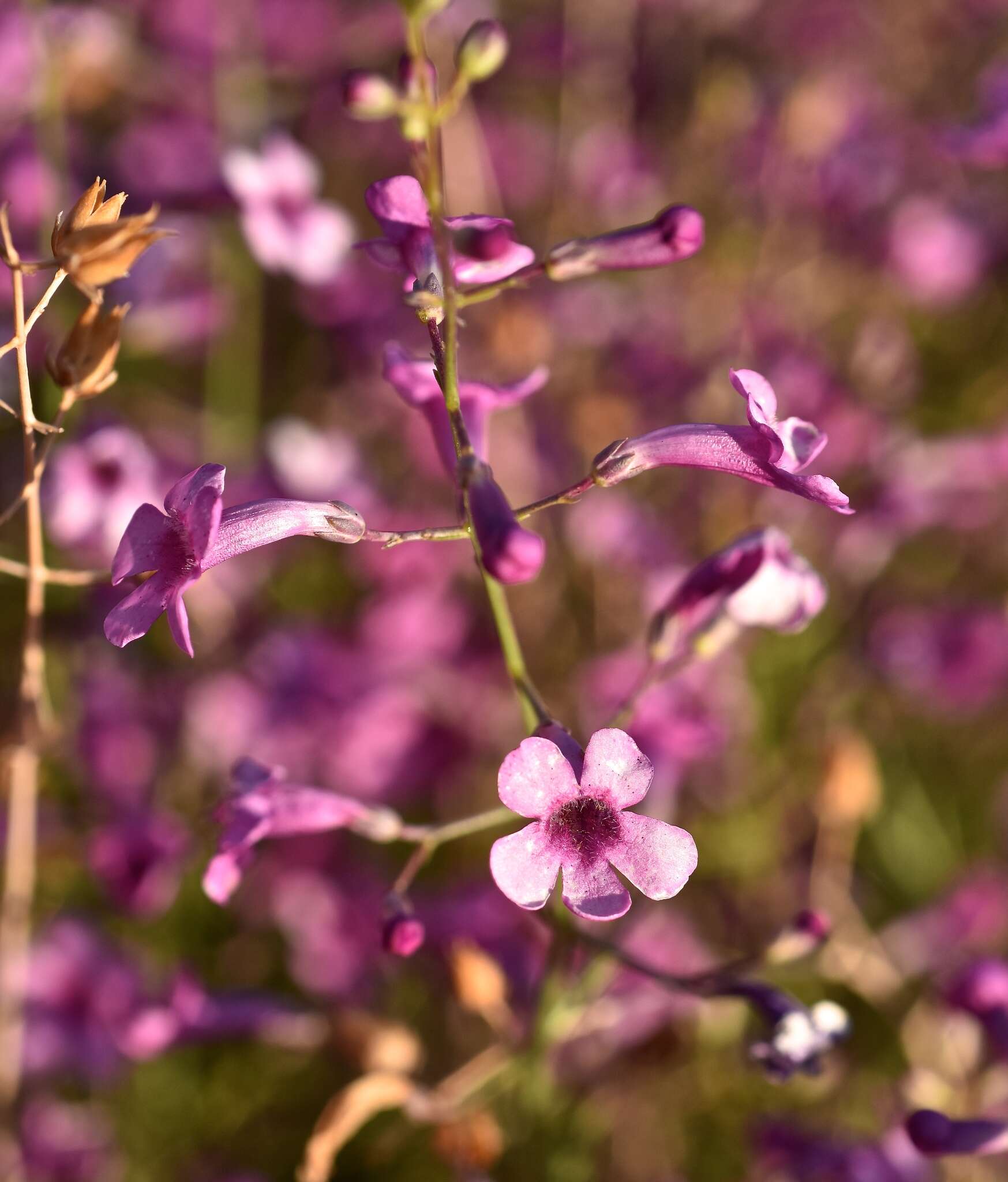 Image of gilia beardtongue