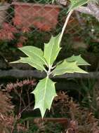 Image of holly osmanthus