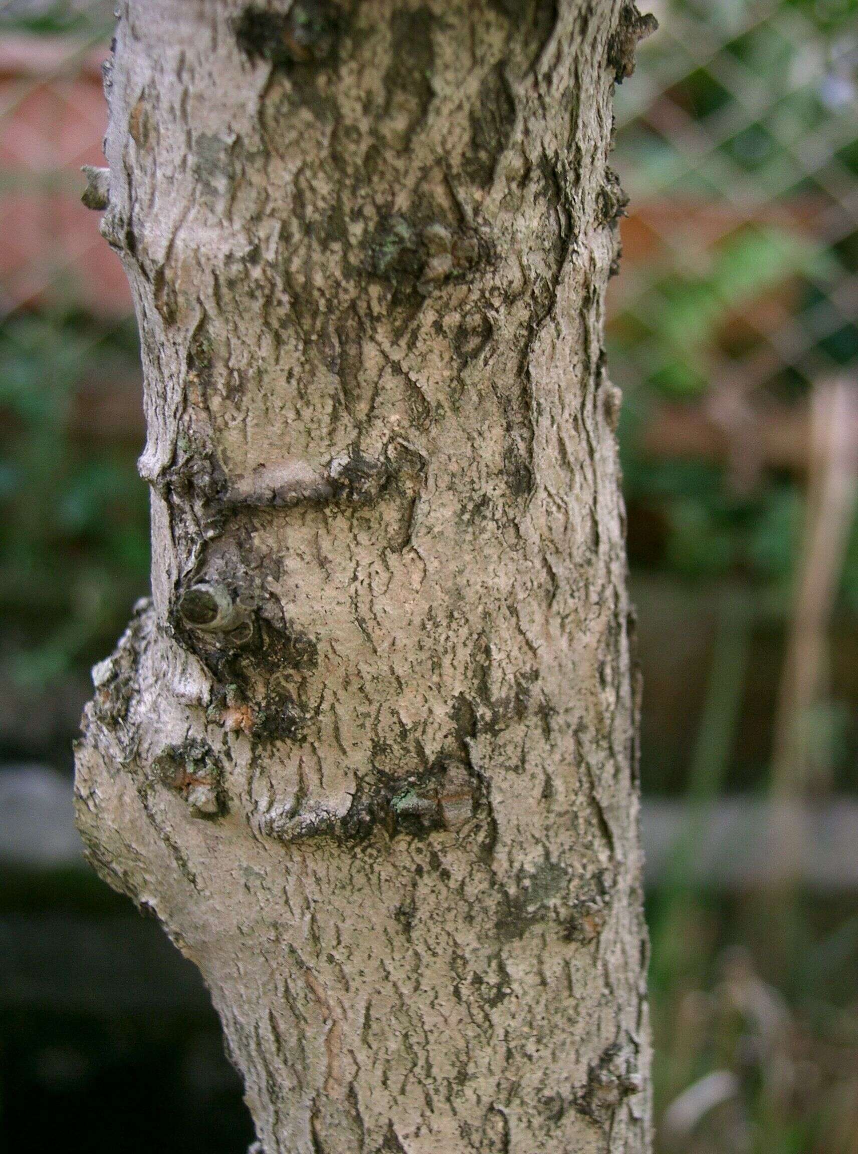 Image of holly osmanthus