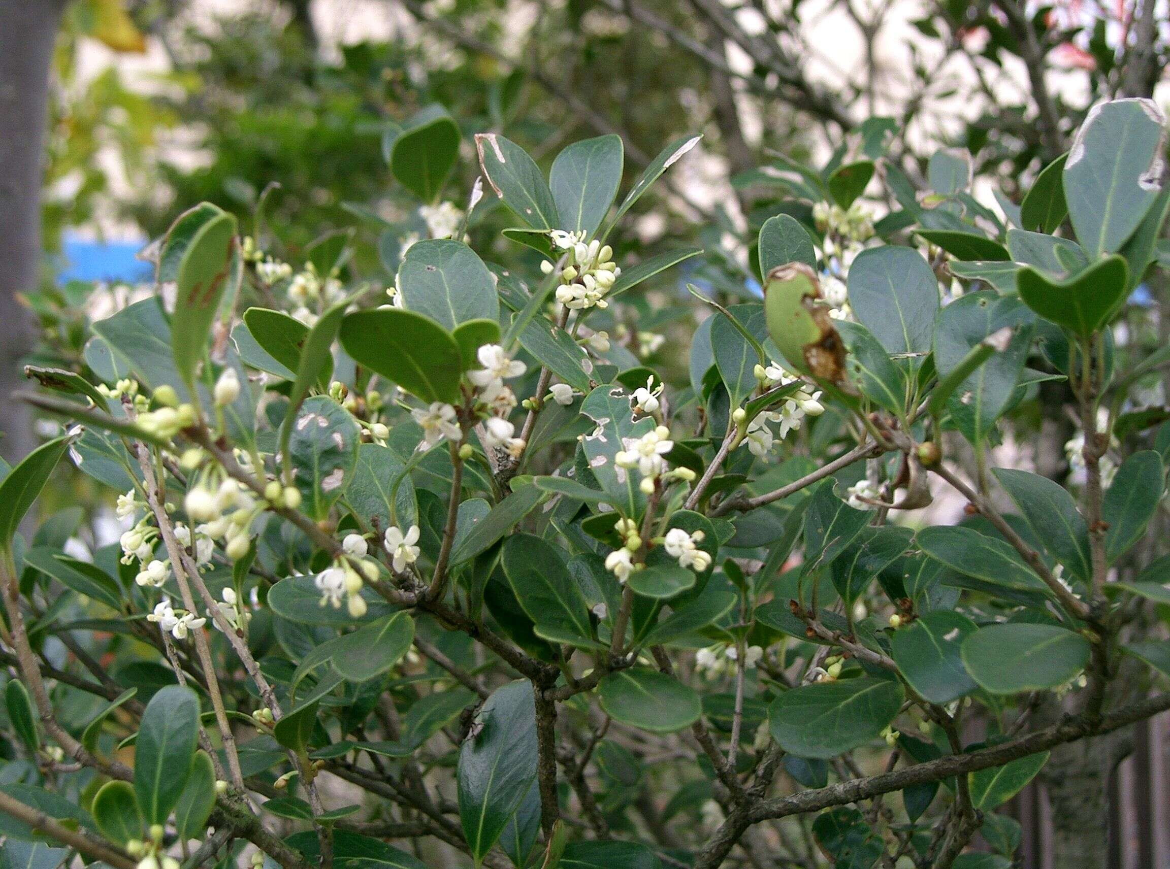 Image of holly osmanthus