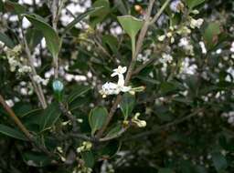 Image of holly osmanthus