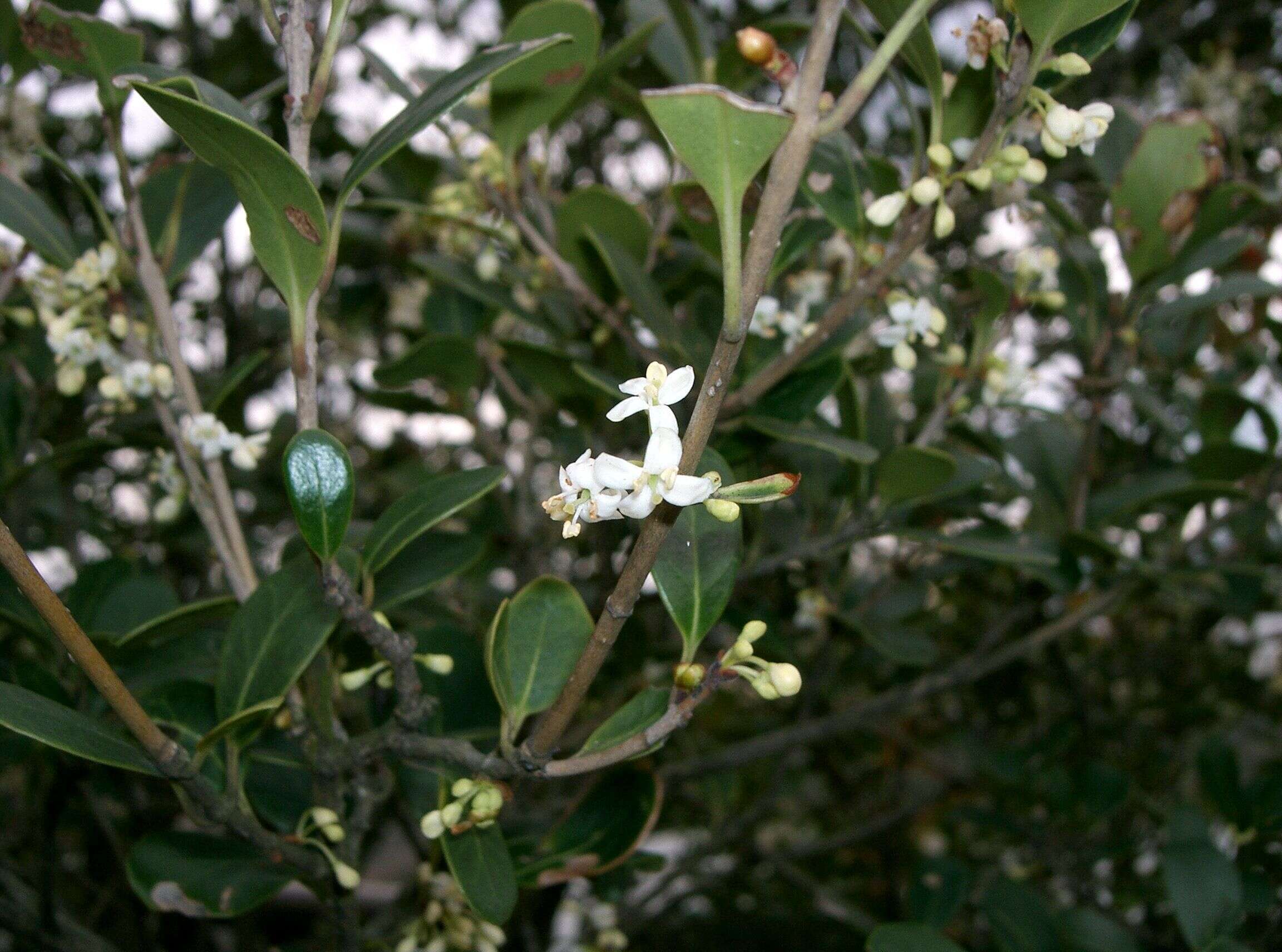 Image of holly osmanthus