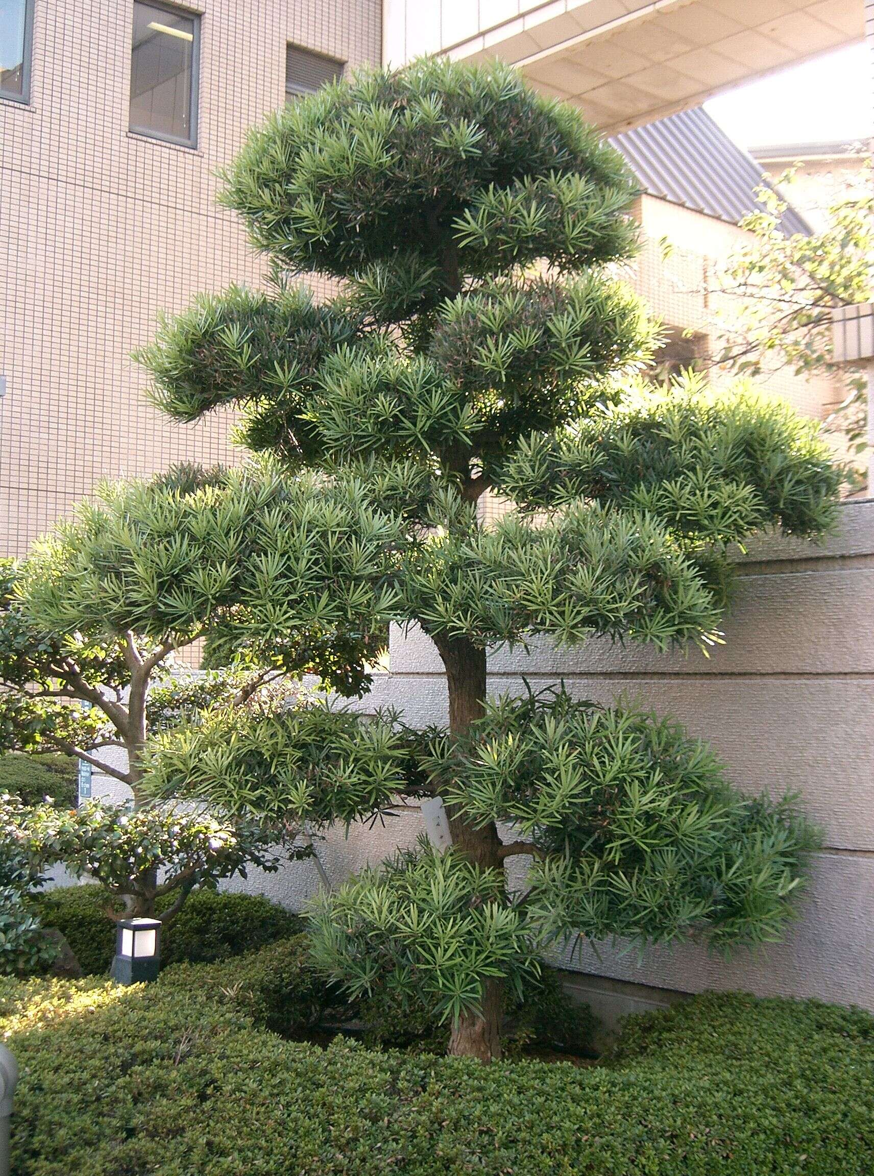 Image of Buddhist Pine