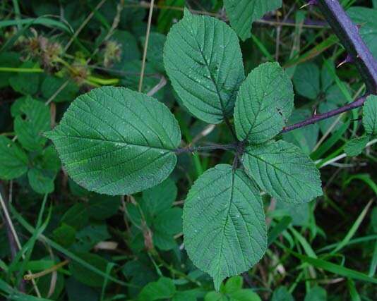 Image of Rubus robiae (W. C. R. Watson) Newton