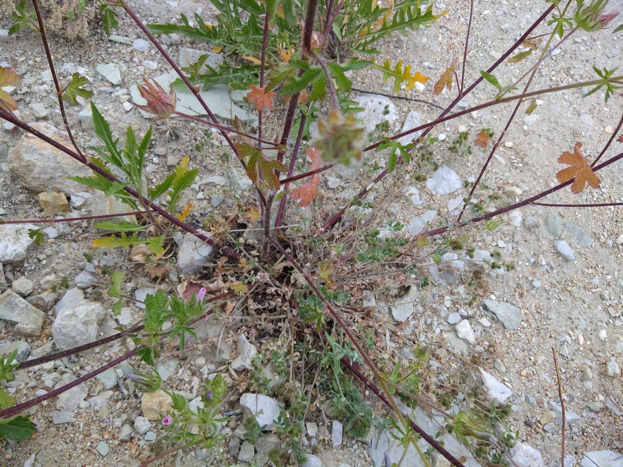 Image de Mauve hérissée