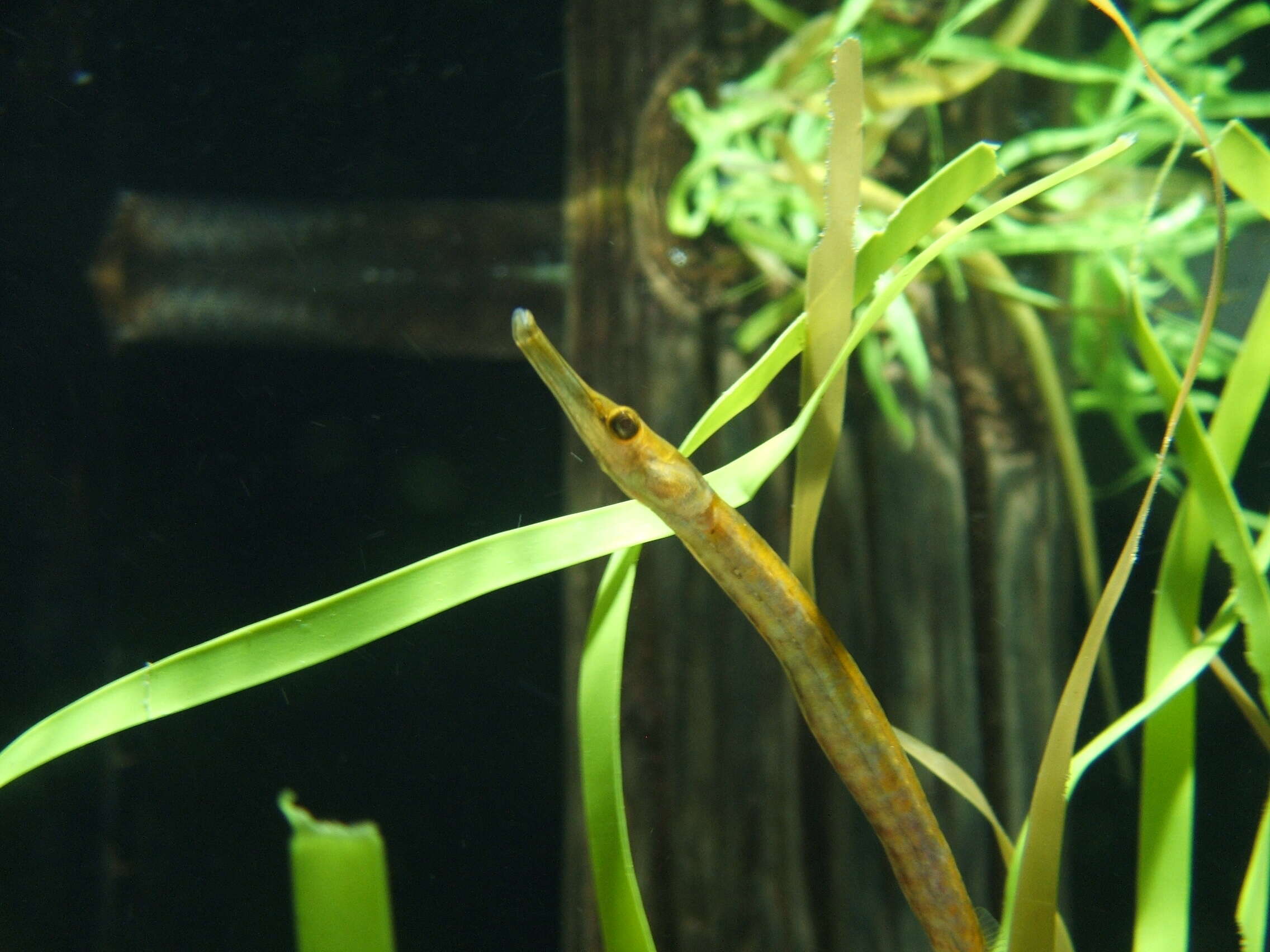 Image of Eelgrass