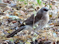 Image of Turdoides hartlaubii hartlaubii (Barboza du Bocage 1868)