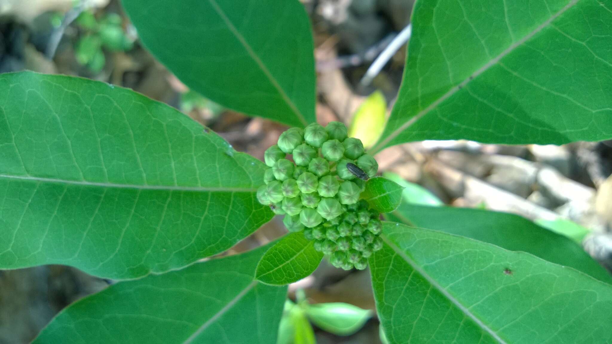 Image of redring milkweed