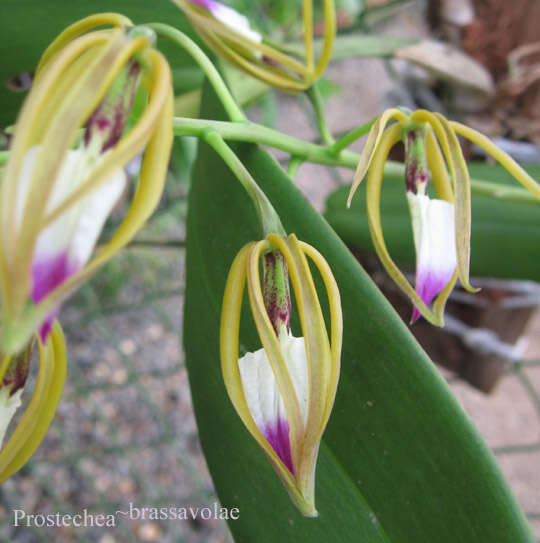 Imagem de Prosthechea brassavolae (Rchb. fil.) W. E. Higgins