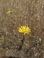 Слика од Grindelia hirsutula Hook. & Arn.