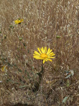 Image of hairy gumweed