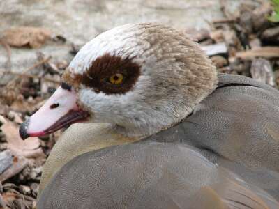 Image of Egyptian Goose