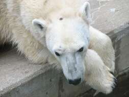 Image of polar bear