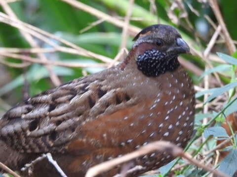 Image of Spotted Wood Quail