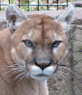 Image of Florida panther