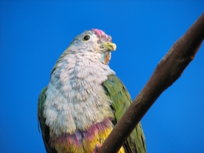 Image of Beautiful Fruit Dove