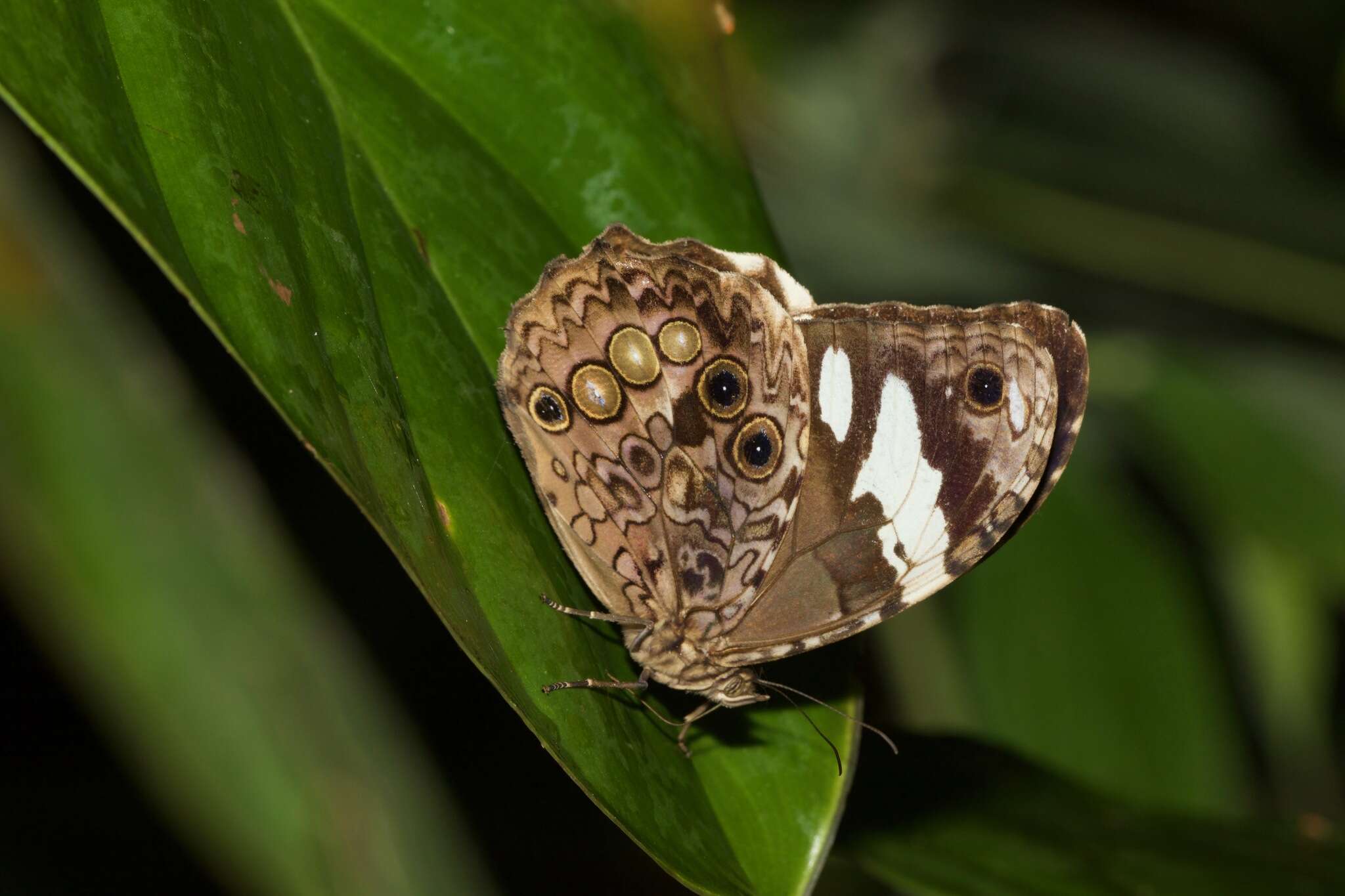 Image of White-spotted Satyr