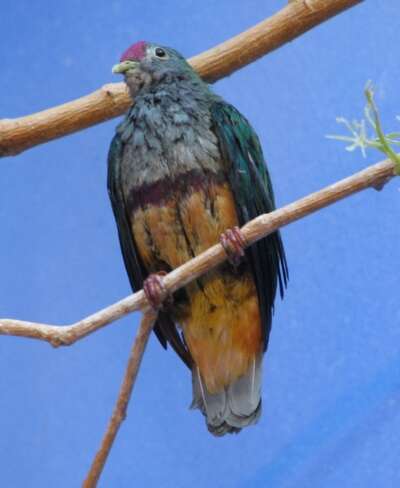 Image of Beautiful Fruit Dove