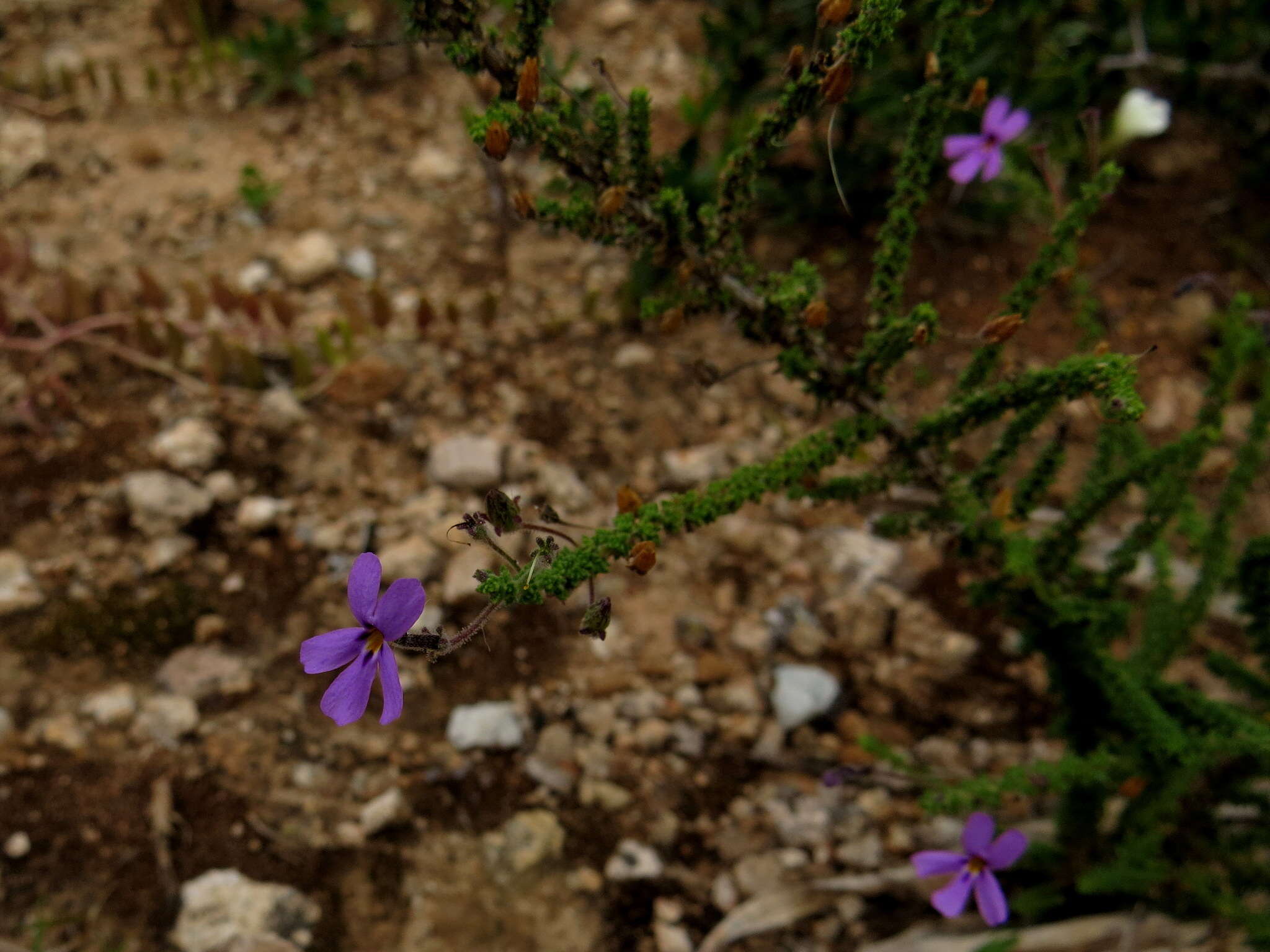 Image de Jamesbrittenia microphylla (L. fil.) O. M. Hilliard