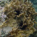 Image of Fire coral