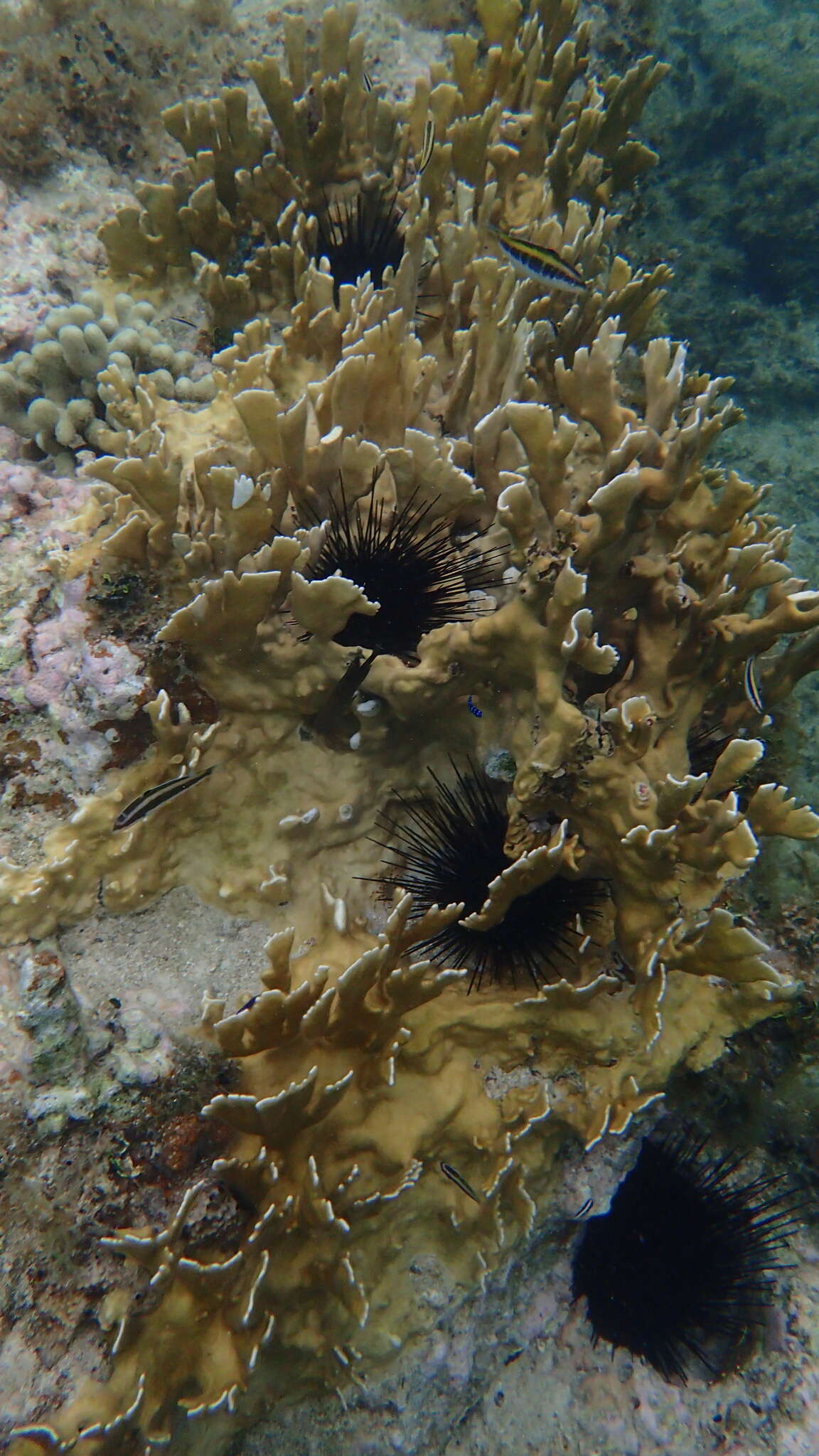 Image of Fire coral