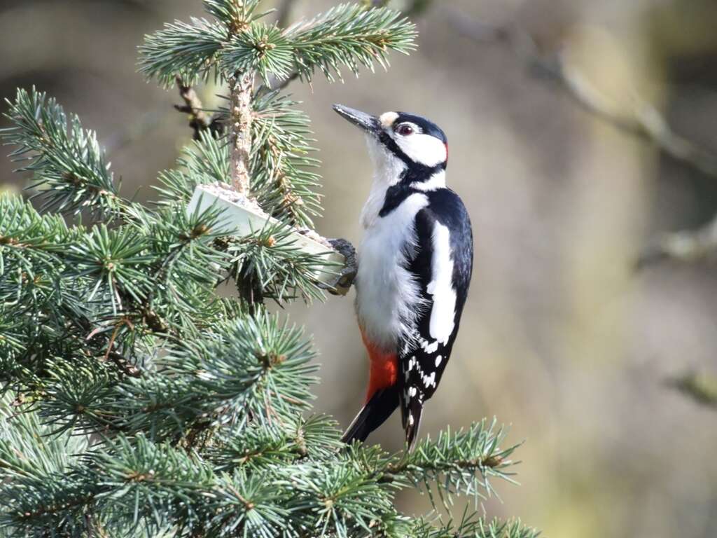 Image of Great Spotted Woodpecker