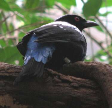 Image of Fairy-bluebird