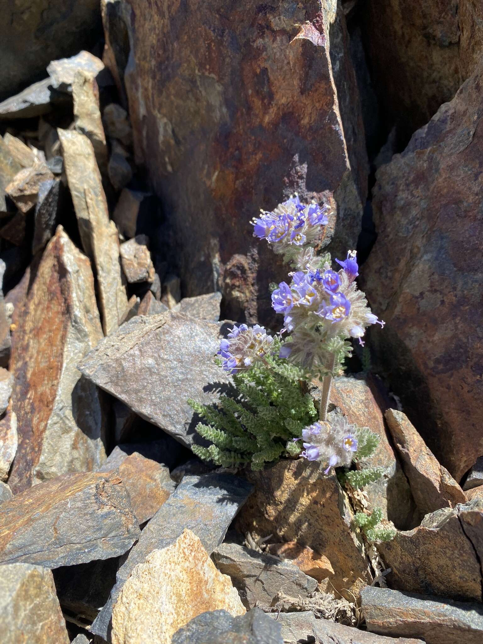 Слика од Polemonium chartaceum Mason