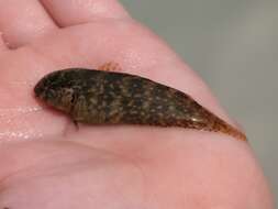 Image of Florida blenny