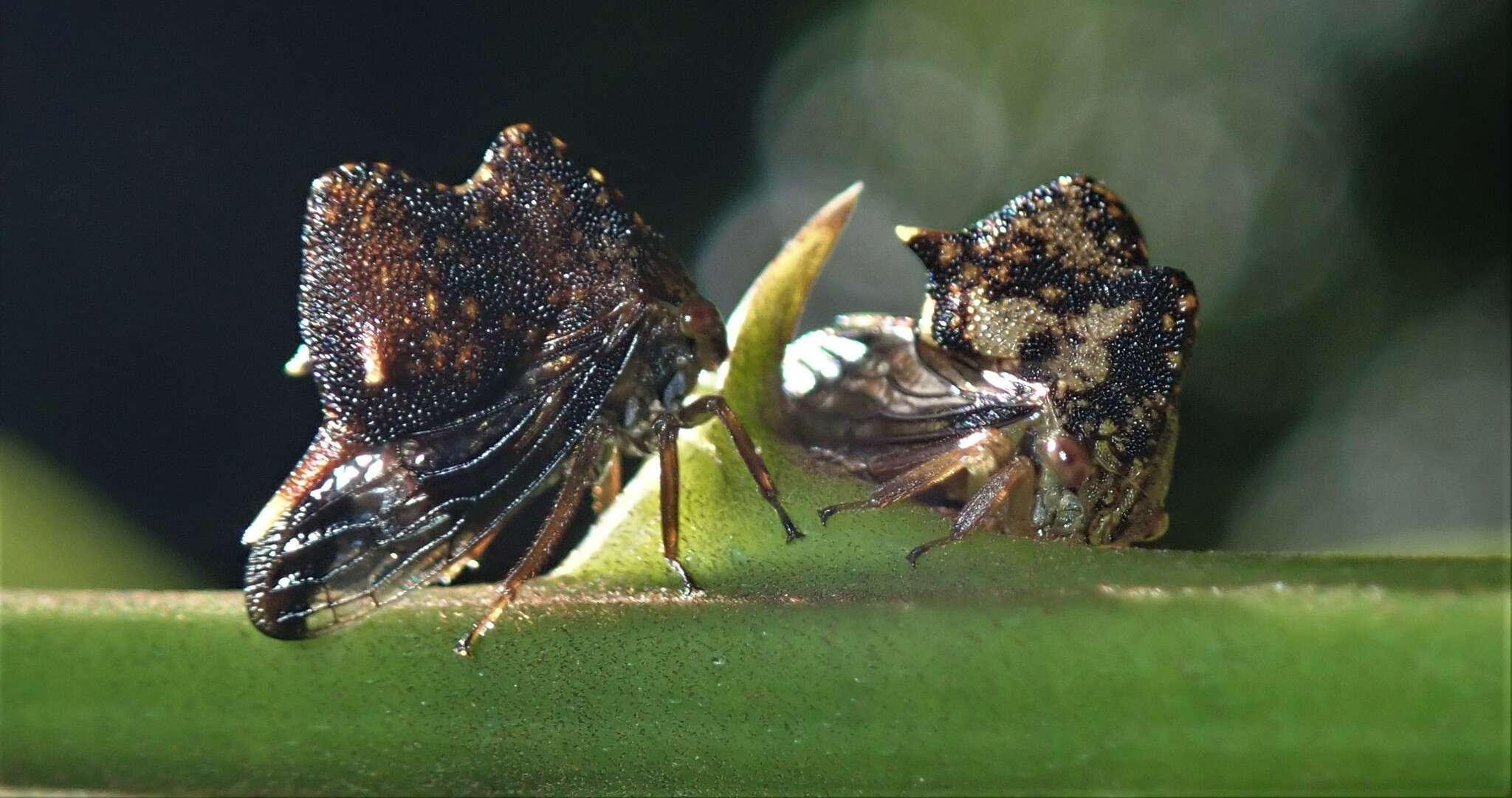 Imagem de Anchistrotus amitteraglobus Boulard 1983