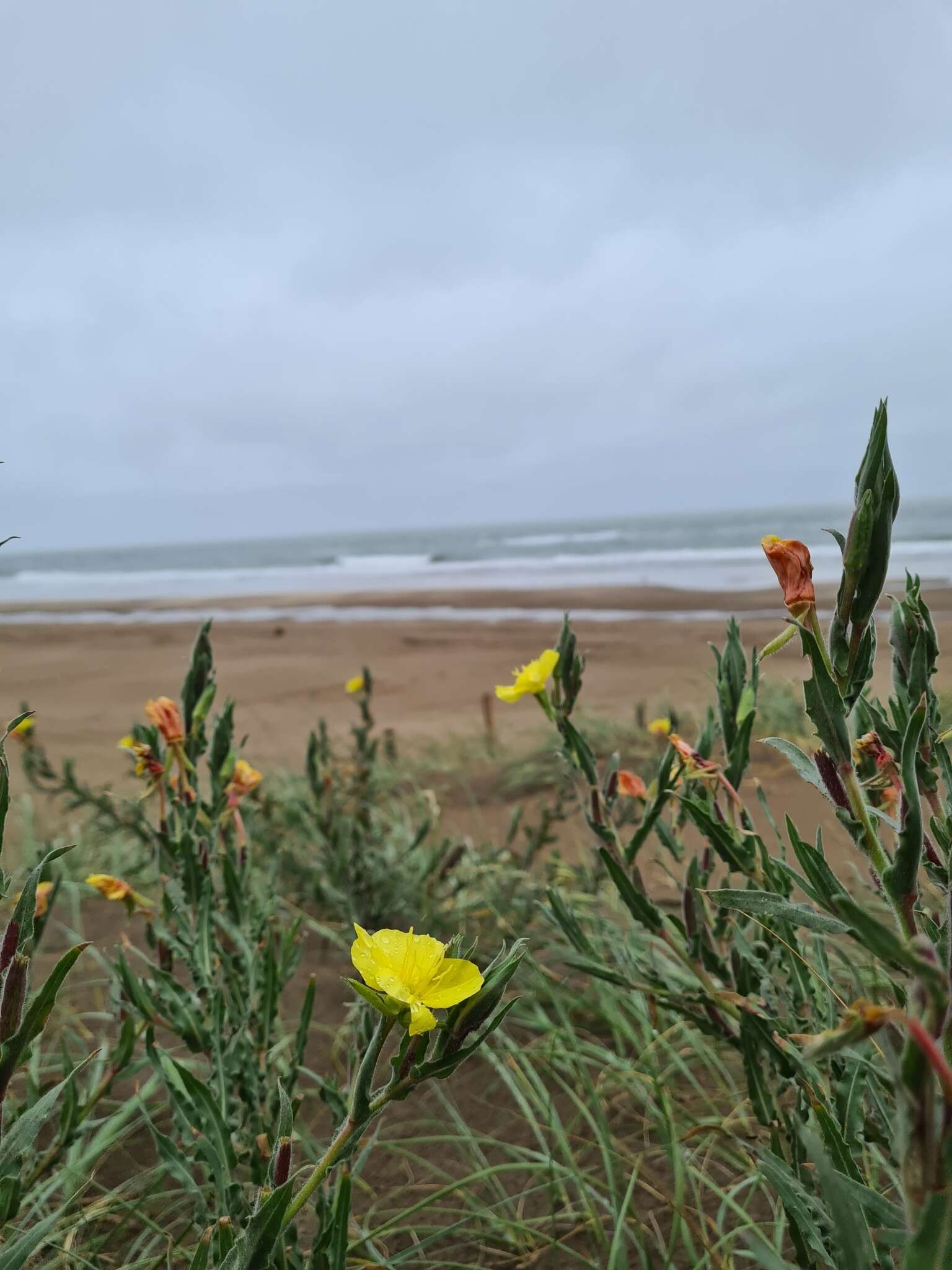 Image of Argentine evening primrose