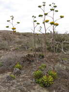 Agave margaritae Brandegee resmi