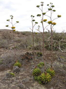 Image of Agave margaritae Brandegee