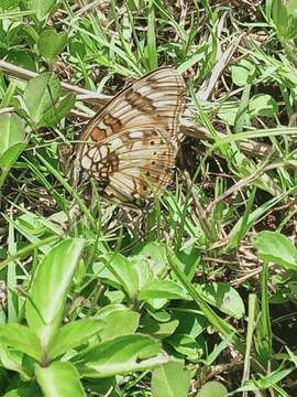 Image of Junonia sophia Fabricius 1793