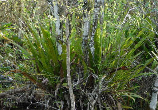 Image of long strapfern