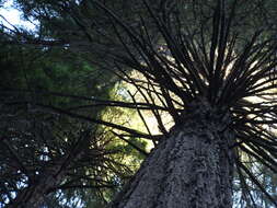 Imagem de Sequoia