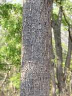 Image of Octopus cabbage tree