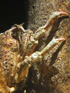 Image of Sheep crab