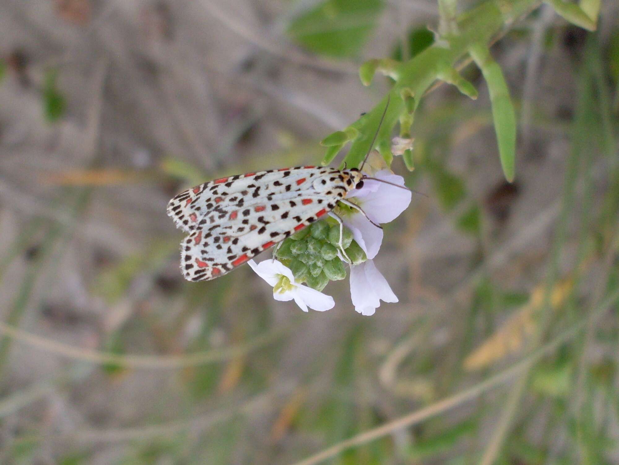 Image of Utetheisa pulchelloides Hampson 1907